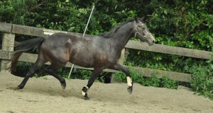 zomer 2012