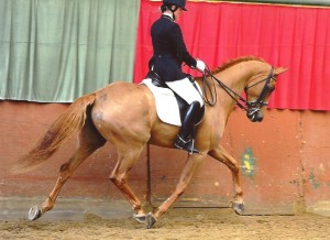 GOLDEN TROT L6 ROYAL ETRIER 001