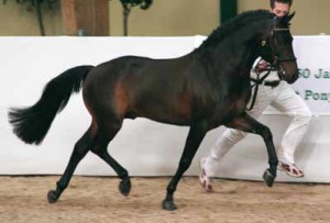 pirell6