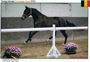 gesves galop