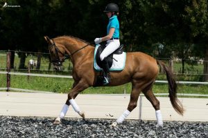 danica galop